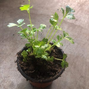 May include: A small potted plant with bright green leaves and stems. The plant is in a brown plastic pot filled with dark soil. The leaves have a slightly variegated appearance, with some areas showing lighter green or white markings.