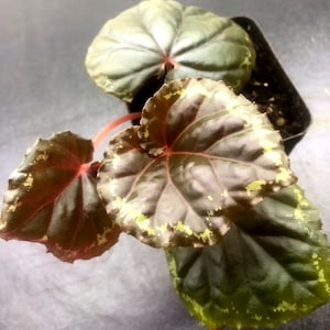 Begonia Ignita 3pot Terrarium image 4