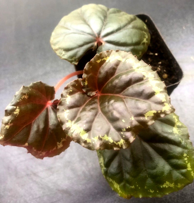 Begonia Ignita 3pot Terrarium image 4