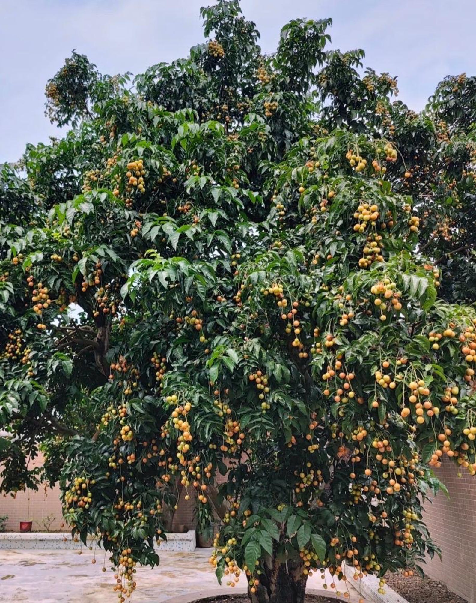 Rare Wampee Tree (clausena Lansium) in 4” Pot. Seedings,6-8” Tall With ...