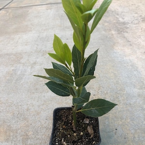 May include: A small potted bay laurel tree with green leaves in a black plastic pot. The plant is growing in dark brown soil.