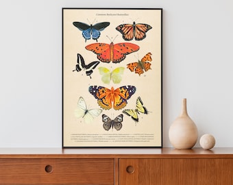 Common Backyard Butterflies | Classroom Print | Learning Nature Poster | Butterflies Oil Painting | Print for Kids