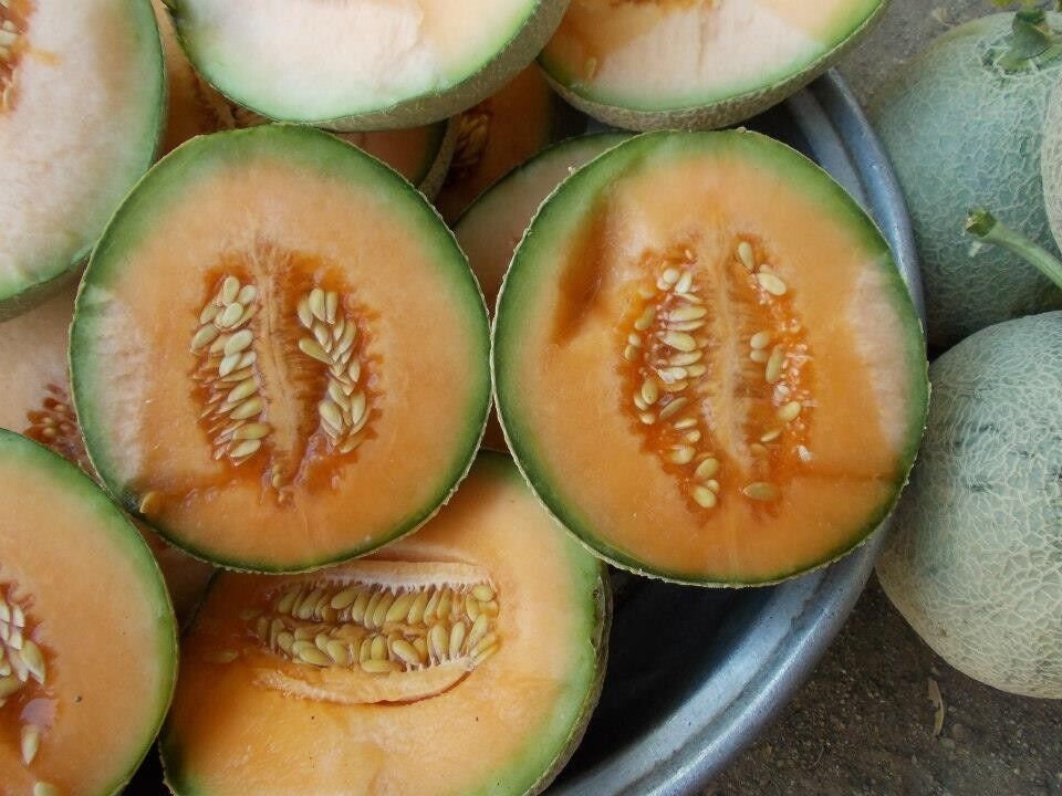 Yubari King Melon 30 Fresh Seeds Etsy
