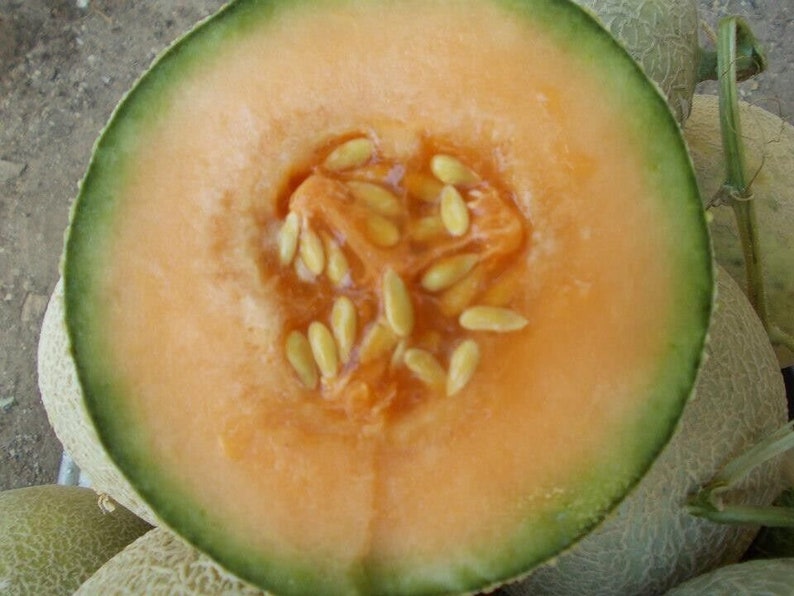 Yubari King Melon 30 Fresh Seeds Etsy