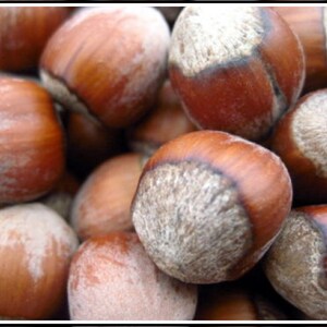 Hazelnut Tree Seeds - 50 Fresh Seeds