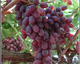 Winogrona Crimson bezpestkowe 3 sadzonki