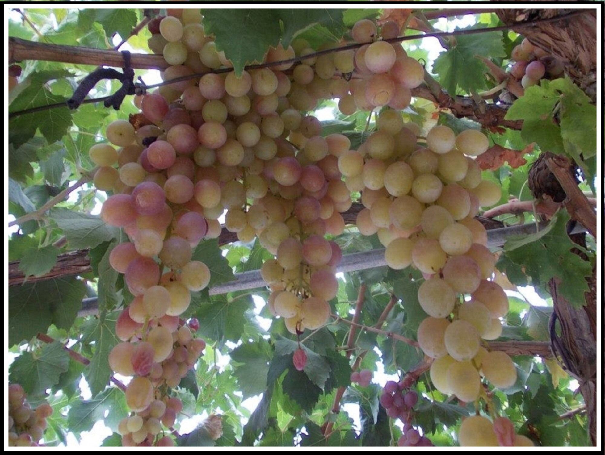 Grapes Cuttings Damascus Grapes 3 Cuttings Etsy Canada