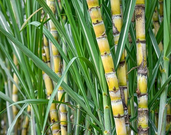 Sugarcane 100 Fresh Seeds - Non GMO