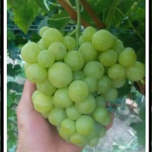 Earley Green Seedless Grapes 3 Cuttings