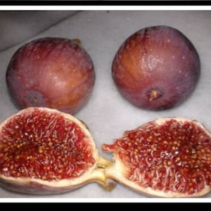 Fig Cuttings 8 Variety 24 Fresh Cuttings