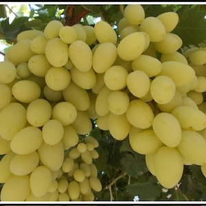 Uvas turcas - Uvas Razaki - 3 cortes