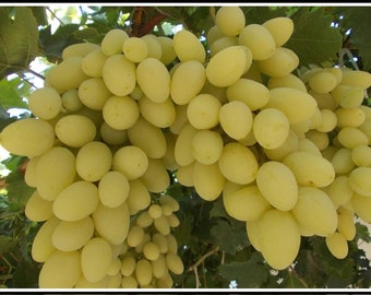 Turkish Grapes - Razaki Grapes - 3 Cuttings