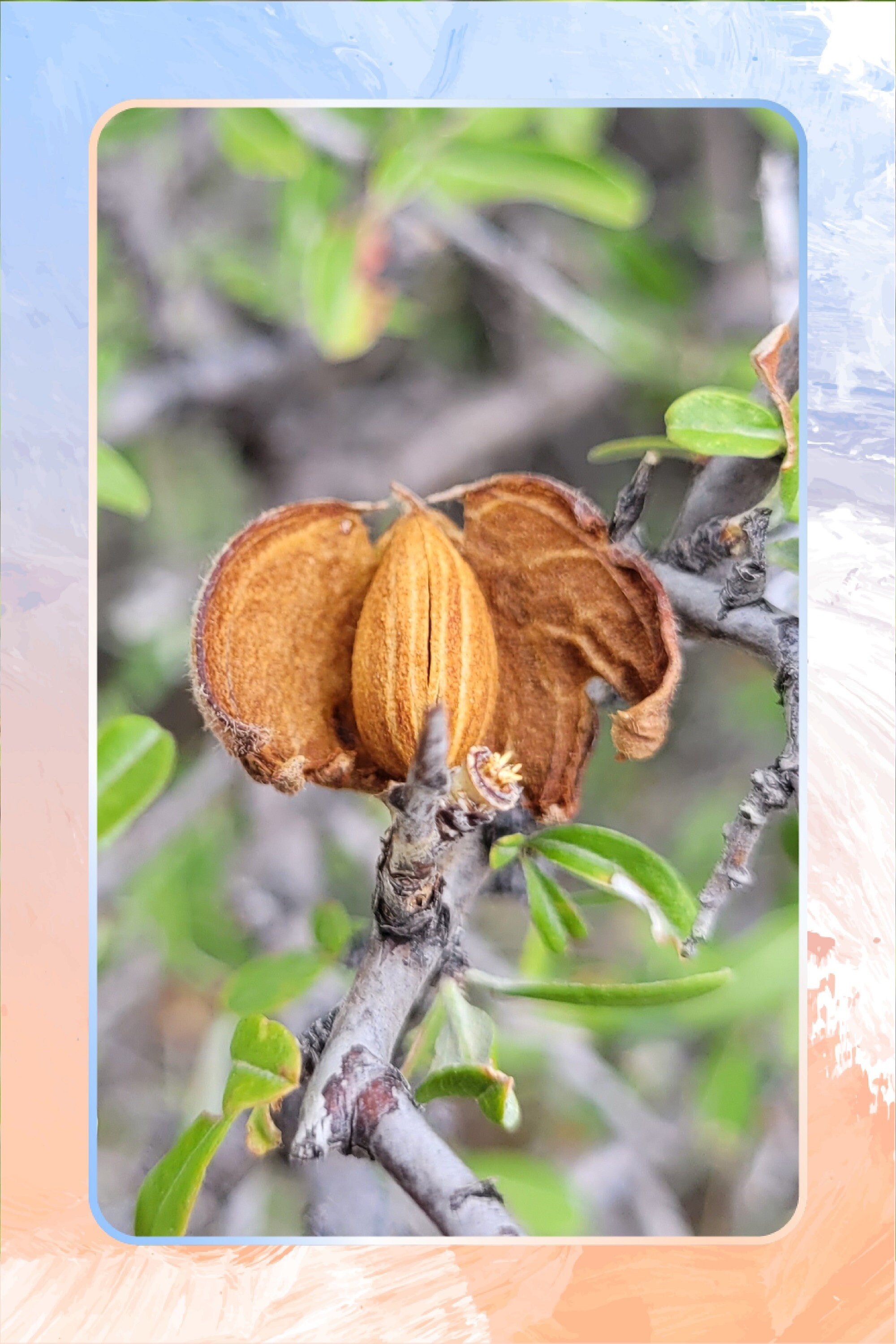 Wild Almond (prunus Scoparia) 30 Fresh Seeds - Etsy Canada