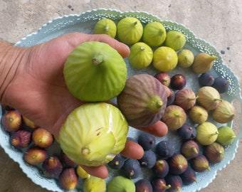 Frische Feigenstecklinge: 38er Sortenpackung