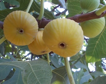 Mini Nut Fig Cuttings - 3 Fresh Ficus Carica Starts