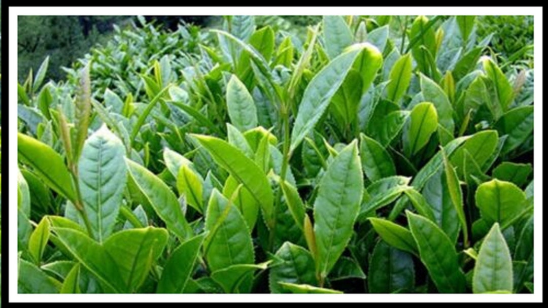 Camellia Sinensis 50 Fresh Seeds Etsy Canada