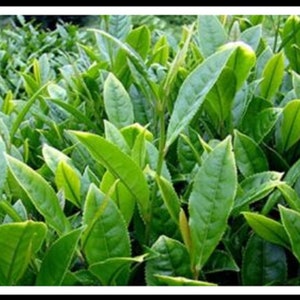 Camellia sinensis 50 Fresh Seeds