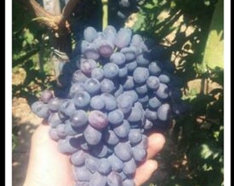 Vitro Black Seedless Grapes 3 Fresh Cuttings