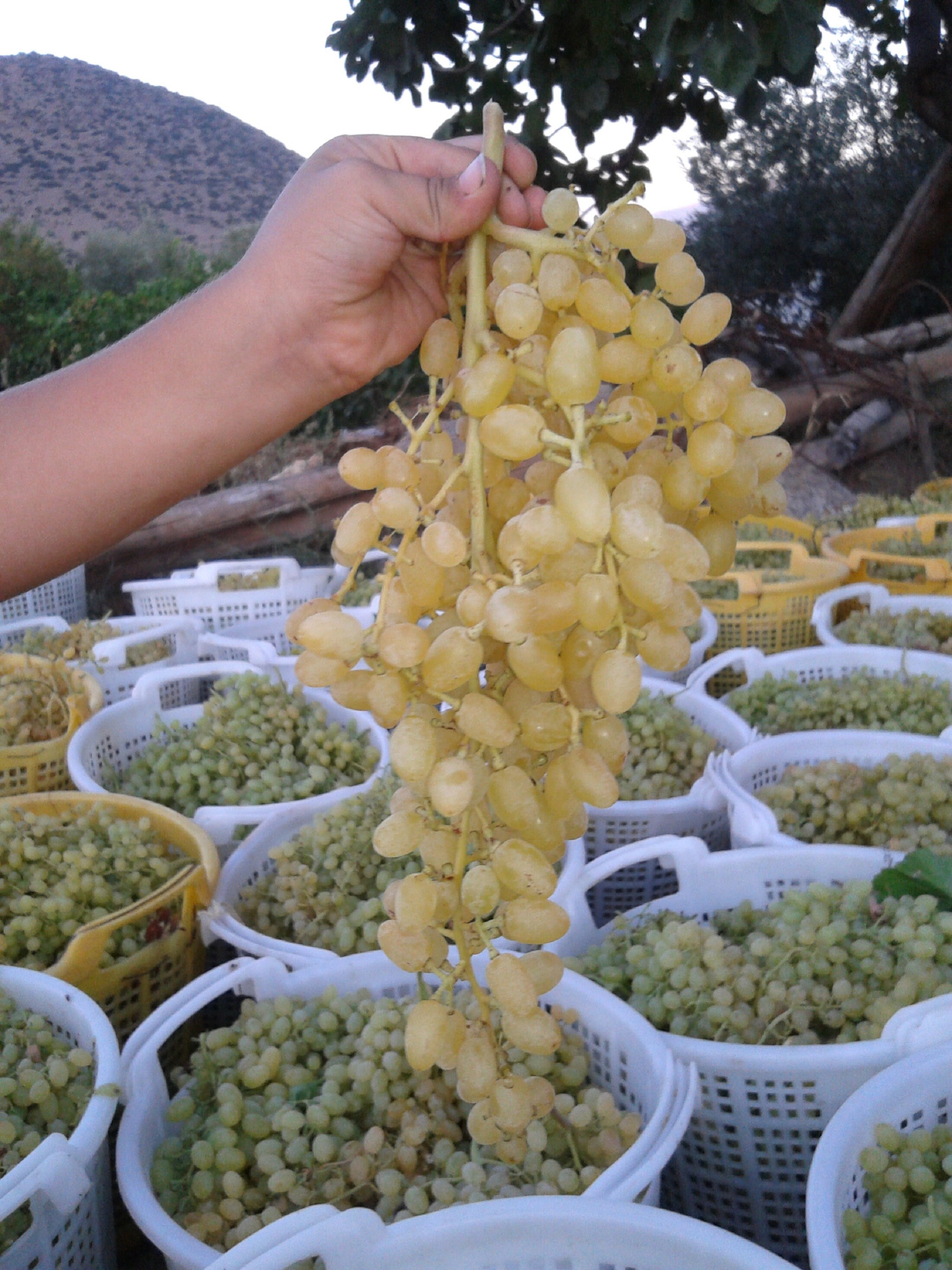 Asia Seedless Grape Vine – 5 Cuttings For Rooting Or Grafting, Imported From Ukraine