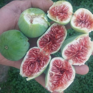 Fig Tree - Goklop Fig - Rooted 3 Pieces Fig Plants