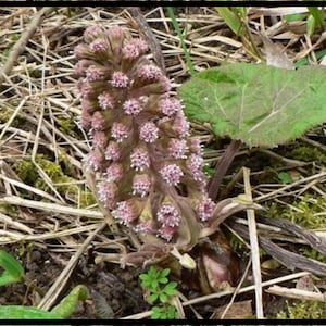 Butterbur - Common Butterber - Petasites hybridus 30 Fresh Seeds