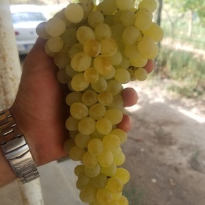 Sultana Seedless Grapes 4 Cuttings