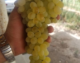 Sultana Seedless Grapes 4 Cuttings