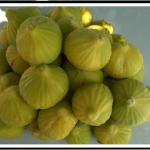 Fig Tree Cuttings - Bardacik Fig - 3 Fresh Cuttings