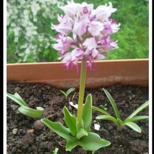 Orchis italica - Italian orchid 3 Fresh Bulbs
