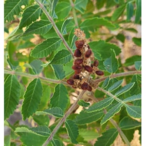 Rhus coriaria 100 Fresh Seeds