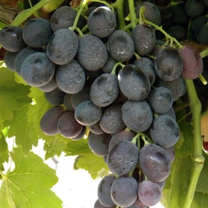 Verwurzelte Weinrebe - Michele Palieri Grapes - Verwurzelte 3 Stück Trauben Pflanzen
