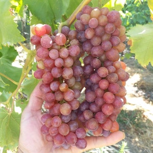 Videira enraizada - Uvas sem sementes Earley Pink - Plantas de uvas enraizadas de 3 peças