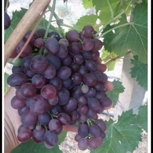 Earley Black -Asıkara- Grapes 3 Fresh Cuttings