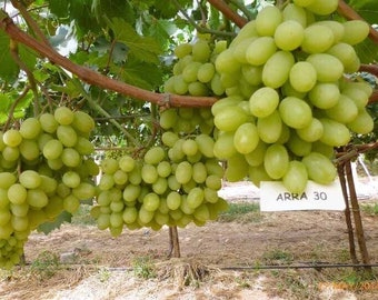 Arra Sugar Drop - Arra 30 Seedless Grapes 4 Cuttings