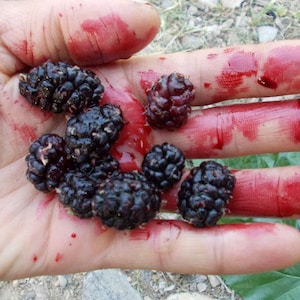 Mulberry Tree Cuttings 4 Variety 8 Cuttings