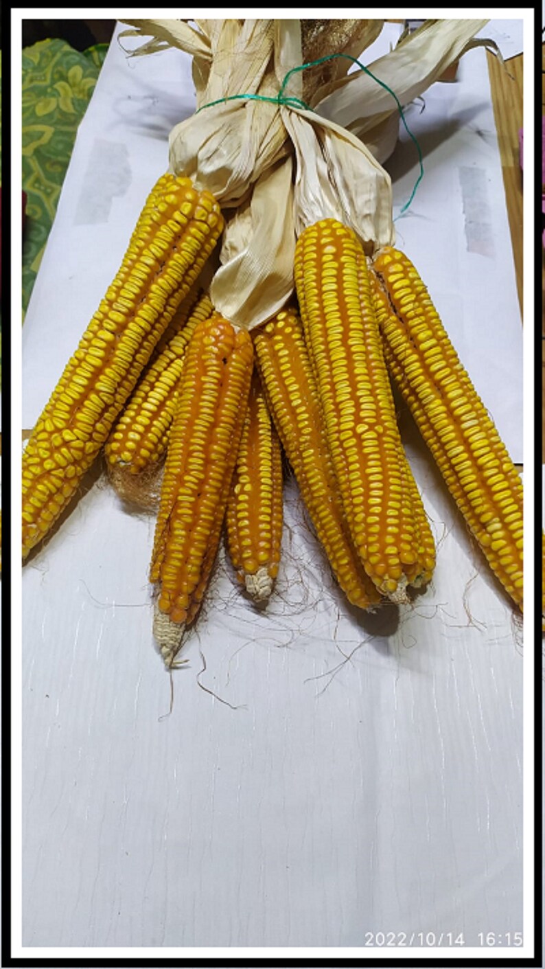 String Corn Together Traditional Corn Seeds -non GMO- 200 Fresh Seeds - Etsy Canada