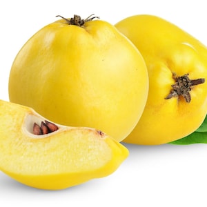 Könnte beinhalten: Drei ganze gelbe Quittenfrüchte und eine Scheibe Quitte mit Kernen. Die Quitten sind auf einem weißen Hintergrund mit grünen Blättern angeordnet.