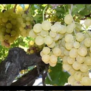 Mudas de Uva - Uvas Müşküle (Mushkule) 4 Mudas Frescas