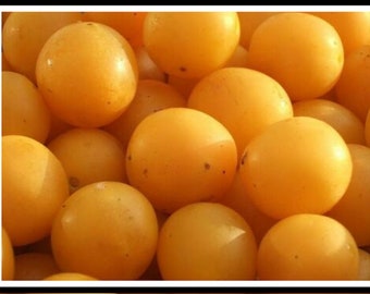 Mirabelle Plum 25 semi freschi