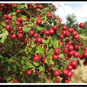 Hawthorn Tree 4 Variety 100 Fresh Seeds