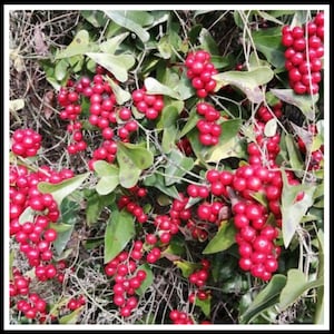 Sarsaparilla - Saparna (Smilax excelsa) 30 Seeds