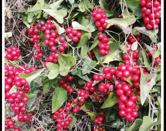Sarsaparilla - Saparna (Smilax excelsa) 30 Seeds