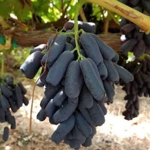 Könnte beinhalten: Nahaufnahme einer Traube dunkelblauer, länglicher Trauben, die an einer Rebe hängen. Die Trauben haben eine staubige Oberfläche. Der Hintergrund zeigt grüne Blätter und einen braunen Ast.