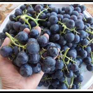 Royal Grapes 5 Fresh Cuttings