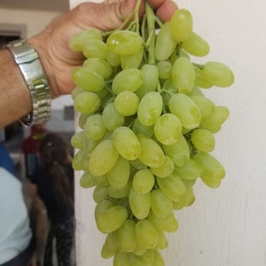Vigne enracinée - Raisins Thompson sans pépins - 3 pièces de plants de raisin enracinés