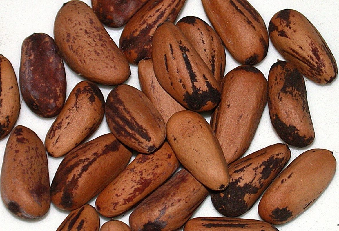 Pianta Sempreverde Esterno In Vaso - Altezza 100/130cm Per Giardino Pino Domestico Pinus Pinea - Foto 4