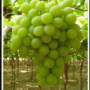 Sugraone - Superior Seedless Grapes 3 Cuttings