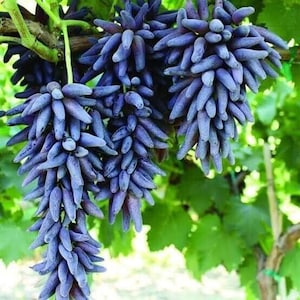 Grapes Cuttings, Witch Finger Grapes 4 Fresh Cuttings