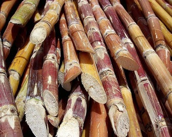 Zuckerrohr 100 frische Samen - Non GMO