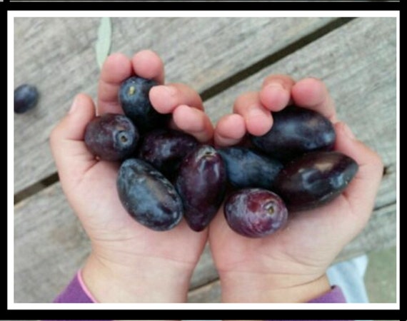 Gemlik Olivenbaum 5 Frische Stecklinge - Etsy.de